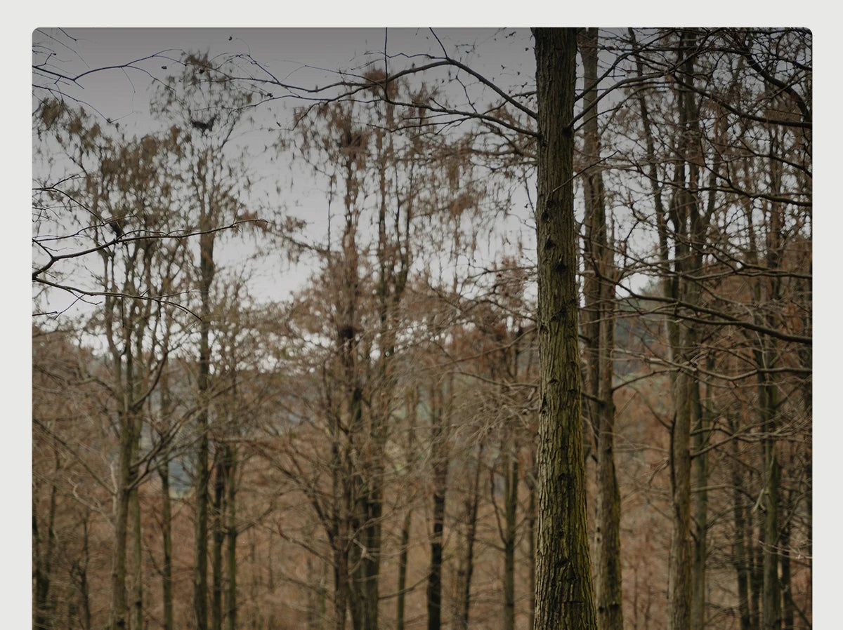 BLACKDEER Nova Camping Tent 1 Person Ultralight Tent Nylon Silicone Coated Waterproof Hiking Backpacking Outdoor DAC Pole 1.08kg